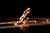 Spectacle Duo, Asseta Zoungrana